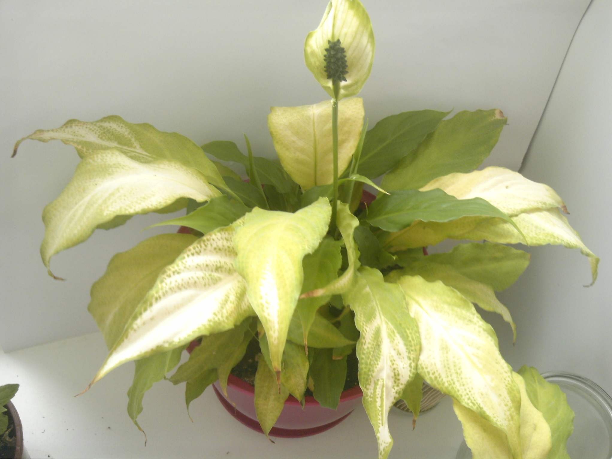 Spathiphyllum listy sú žlté - prečo a čo robiť?