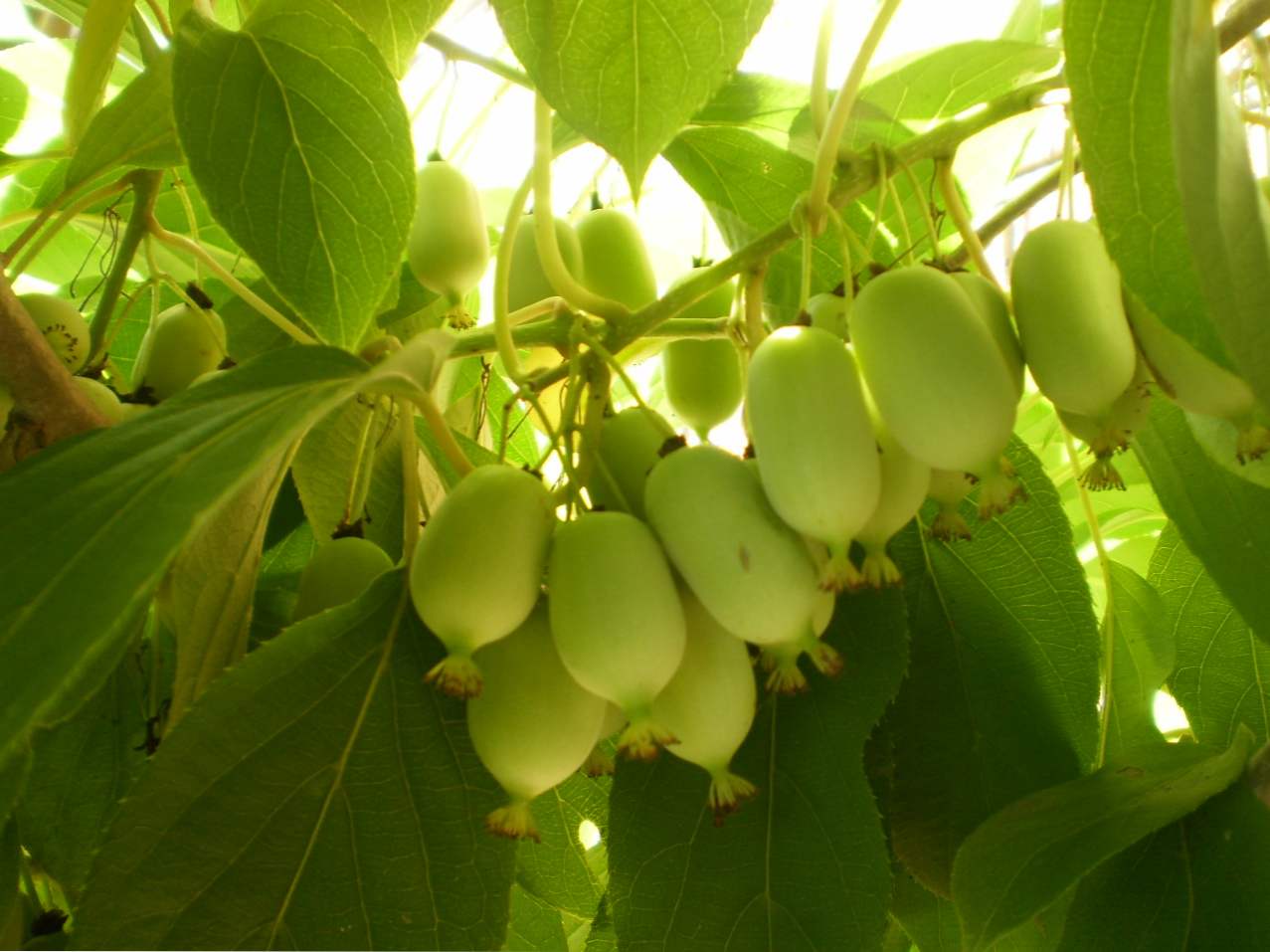 Actinidia sajenje in oskrba v regiji Moskvi in ​​osrednji Rusiji, opis rastlin