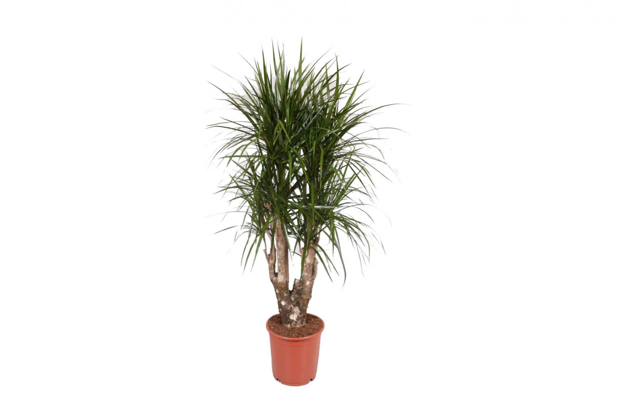 Dracaena marginalizuje opiekę domową, uprawę i reprodukcję