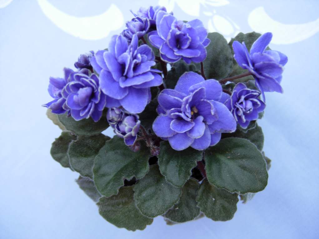 Violets - kako skrbeti za cvet? Ustrezna skrb za vijolice