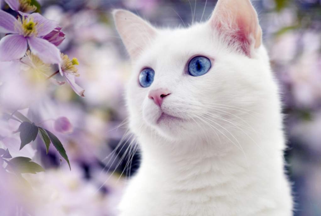 Zakaj sanjajo bela mačka? Sanja bela mačka