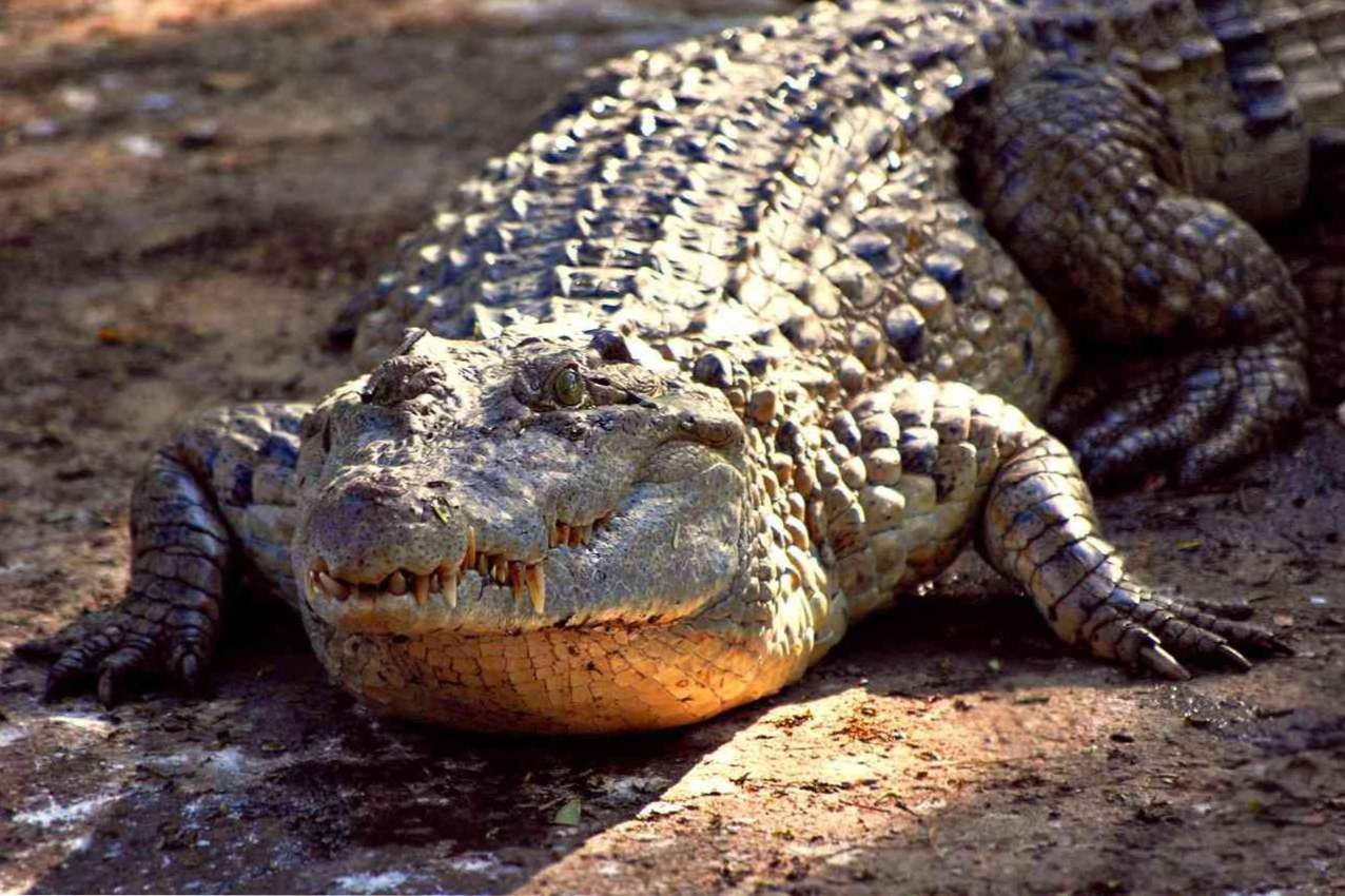 Kaj sanja o krokodilki? Dream sanje krokodil