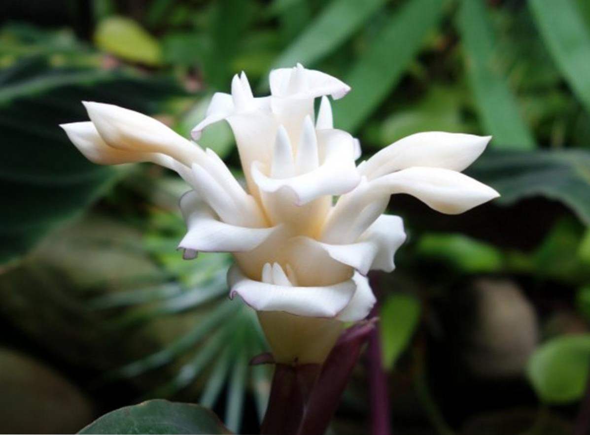 Nega doma, gojenje in razmnoževanje Calathea