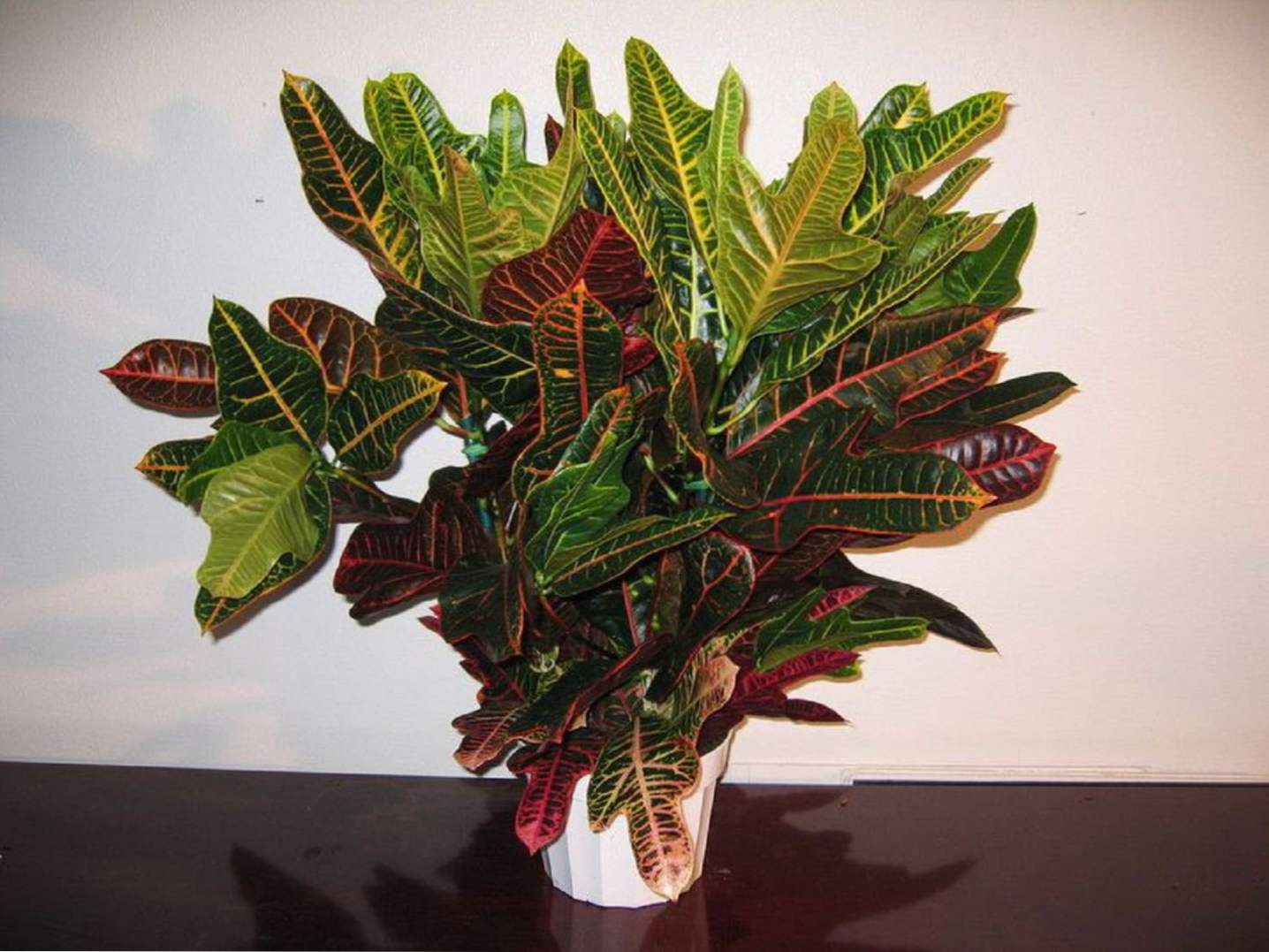 Croton cvet skrbi doma, raste in razmnoževanje