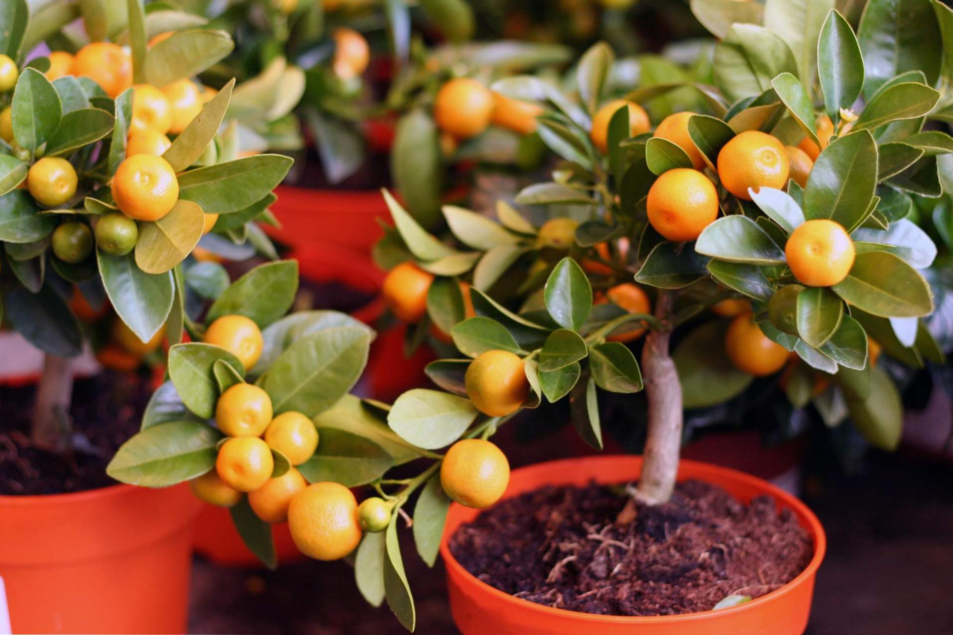 Tangerine tree care kod kuće, kako voditi i rasti od sjemena?