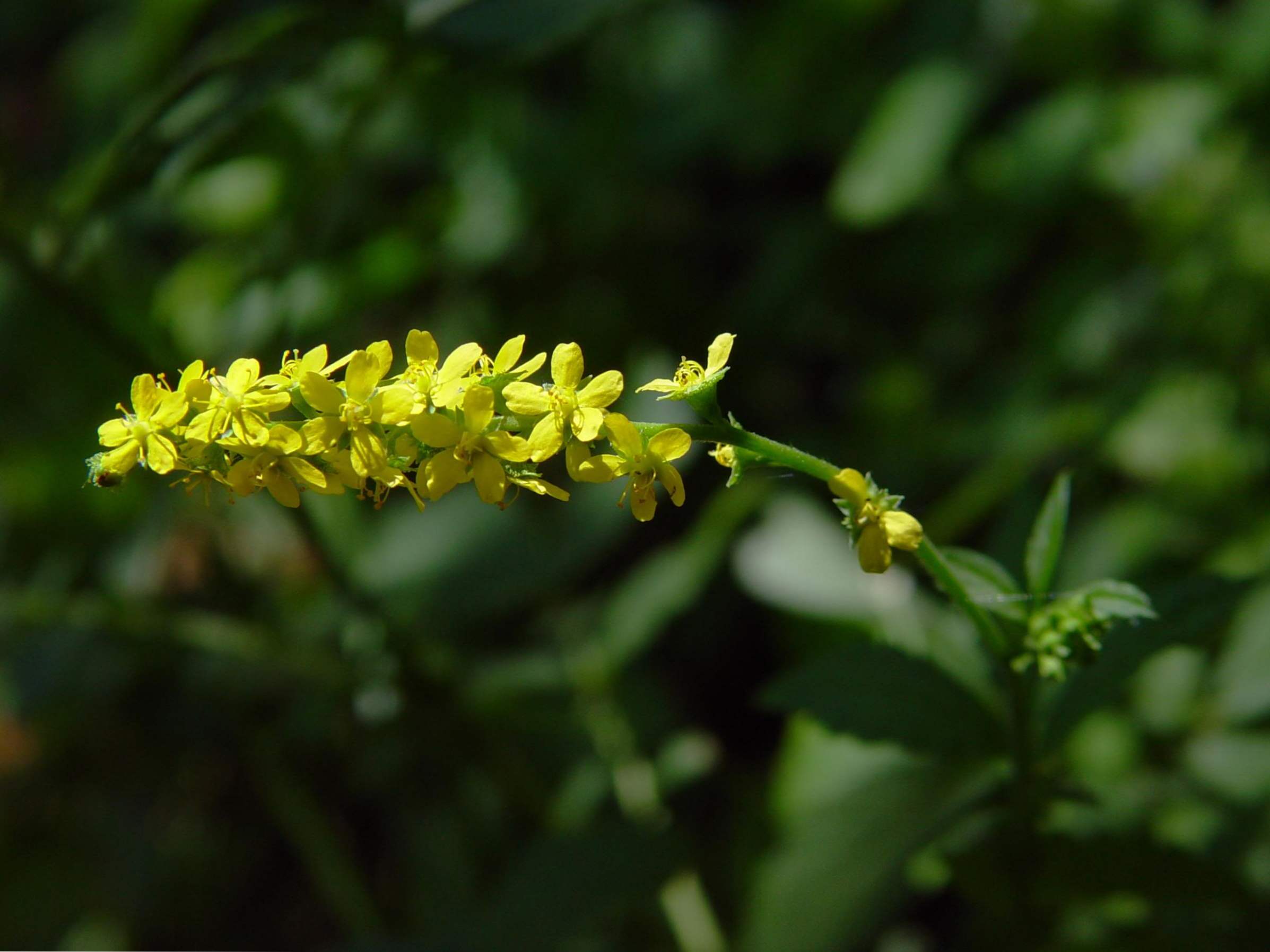 Agrimony obična - korisna svojstva i kontraindikacije