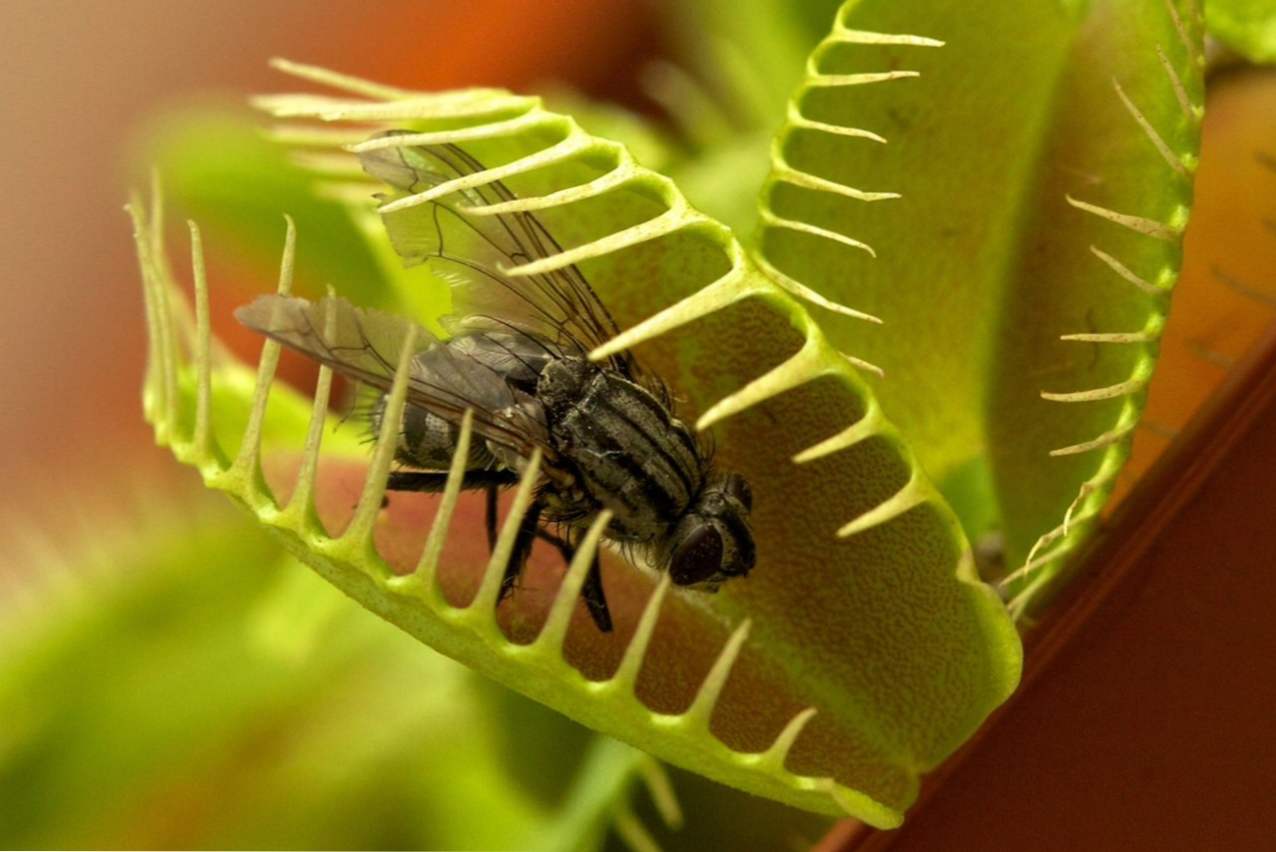 Венерина мухоловка догляд в домашніх умовах, вирощування і розмноження