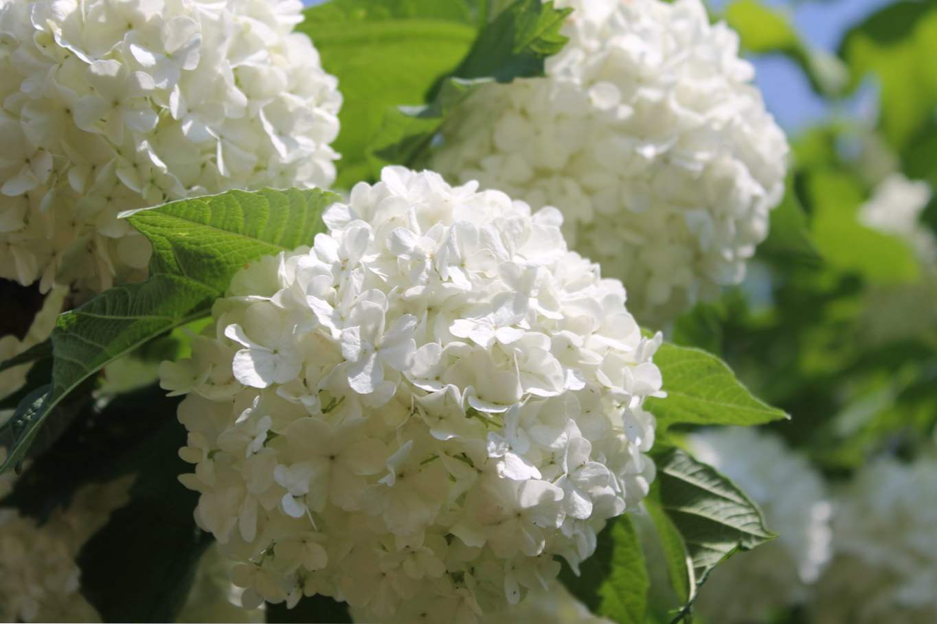 Buldenezh Shrub - pielęgnacja i pielęgnacja krzewów ozdobnych Viburnum Buldenezh