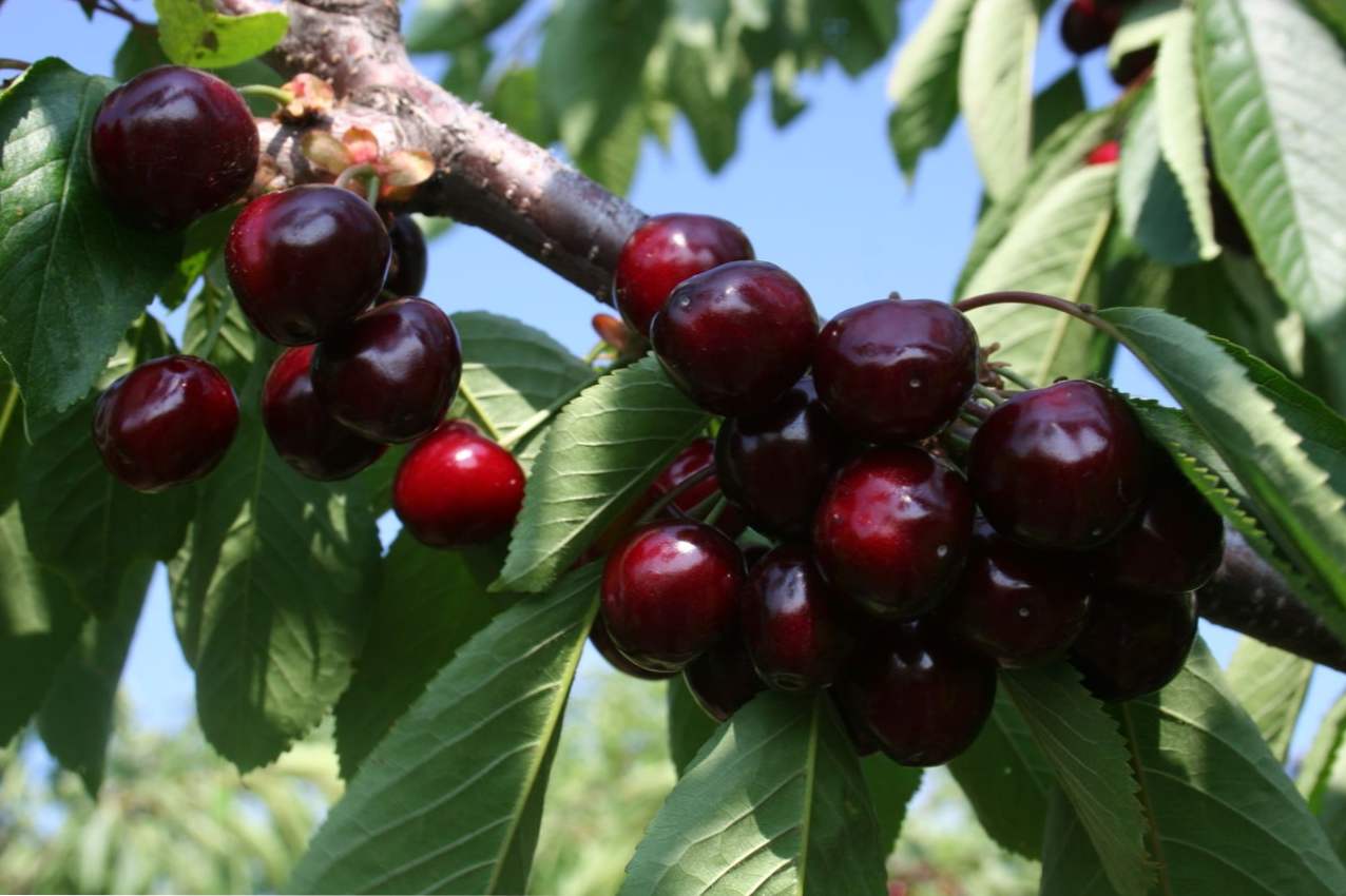 Sweet cherry to zazdrosny opis odmiany, jak się rozwijać i rozmnażać