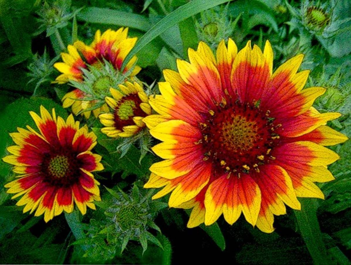 Gaillardia wieloletnia sadzenie i pielęgnacja