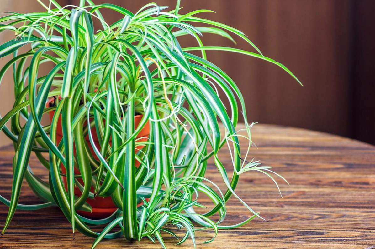 Chlorophytum crested - Kućna njega, uzgoj i presađivanje