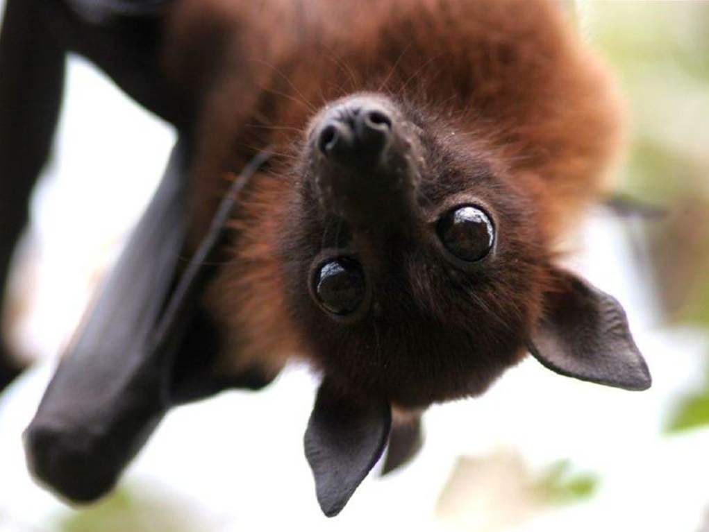 Dlaczego marzysz o nietoperzu? Dreaming bat