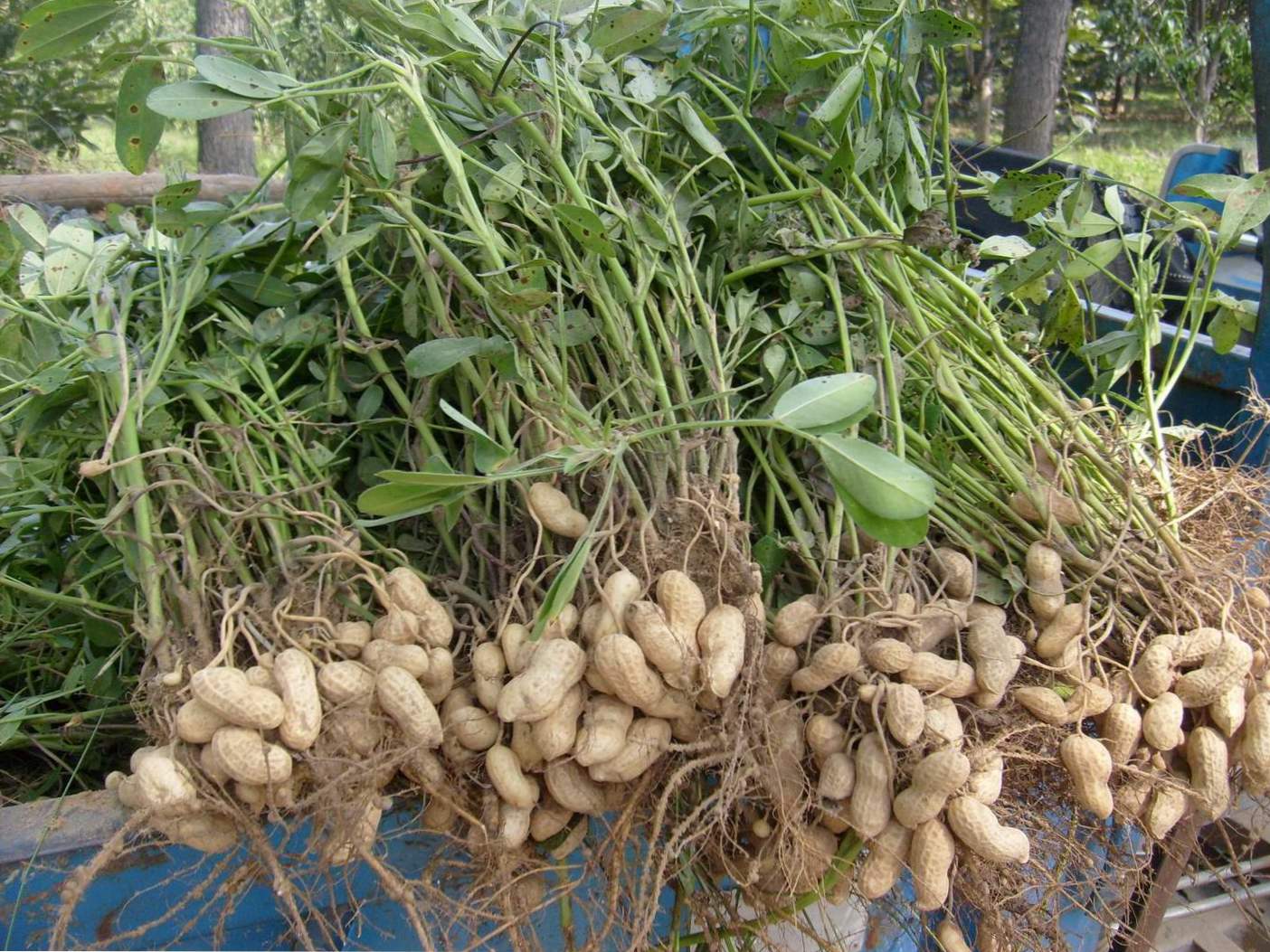 Kako in kje rastejo arašidi? Odrasli zemeljski oreški v osrednji Rusiji
