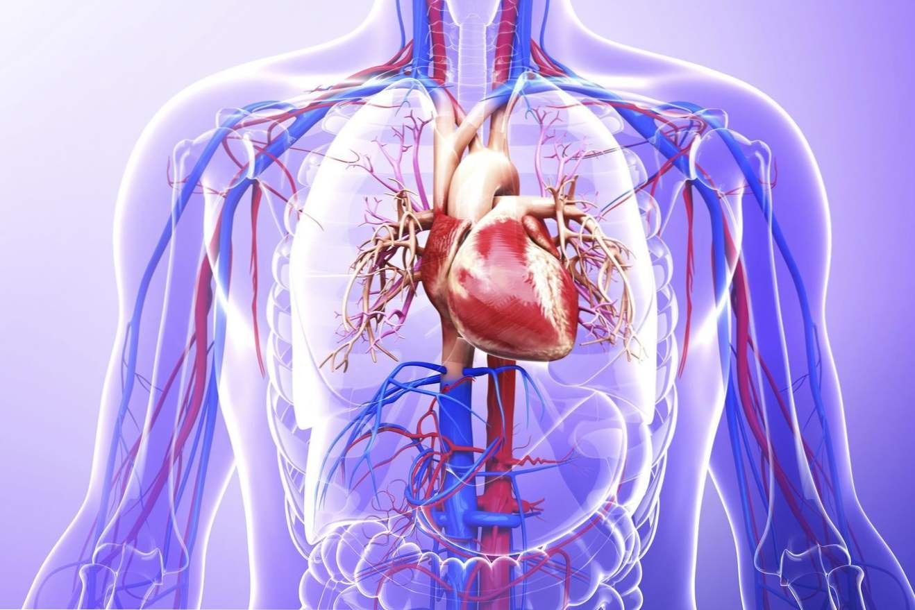 Миготлива аритмія серця причини, симптоми і лікування