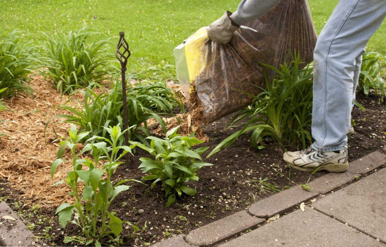 Izmazivanje tla - što je to? Mulching sa piljevinom, košnatom travom, arišem ili borovom korom