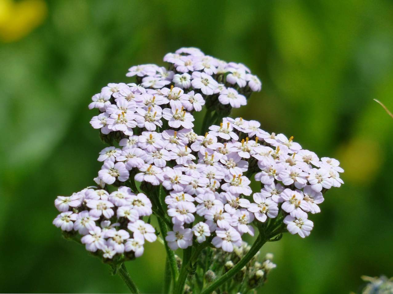 Yarrow - korisna svojstva i kontraindikacije