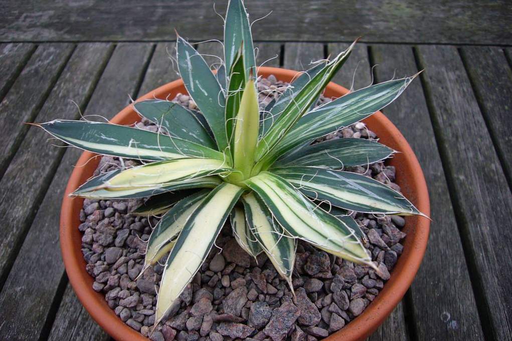 Agave, Agave rast doma, zdravilne lastnosti