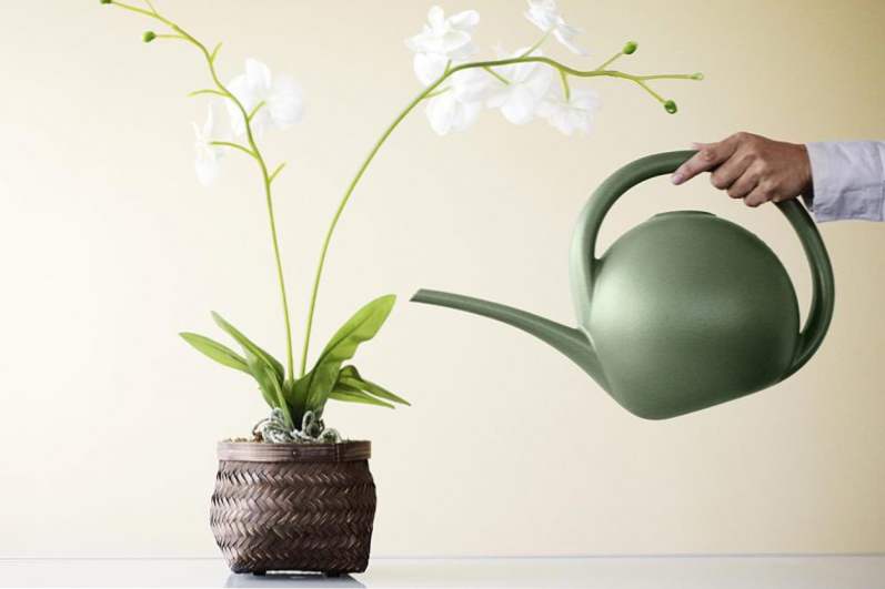 Kako vodo orhideje doma