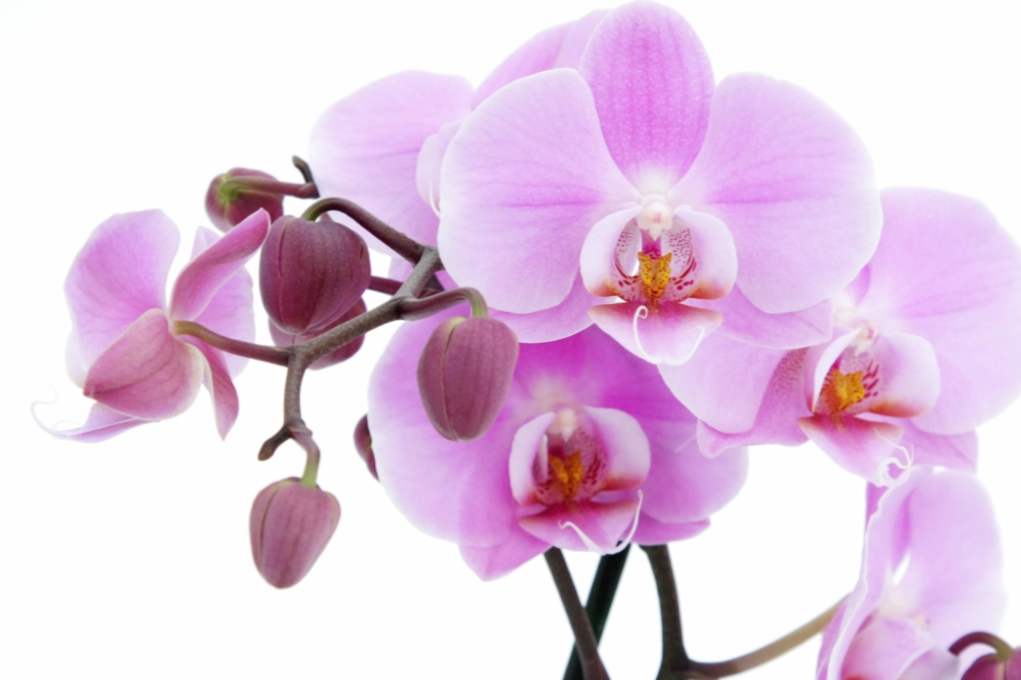 Jak rozmnożyć orchideę w domu Phalaenopsis i Dendrobium