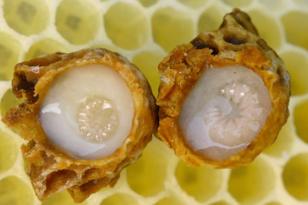 Zdravilne lastnosti Royal Jelly, kako jemati in shranjevati