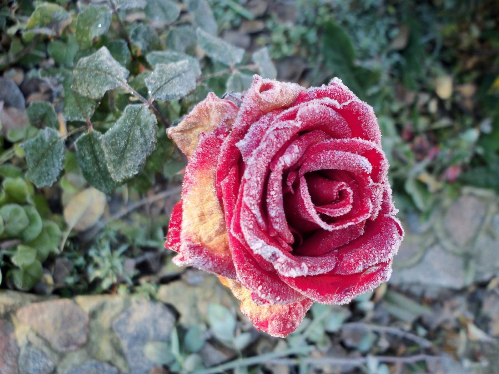 Mealy Dew on Roses - nadzor in zdravljenje