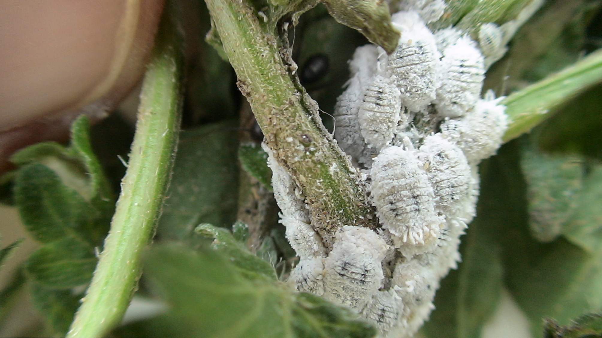 Mealybug kako ravnati z rastlinami v zaprtih prostorih