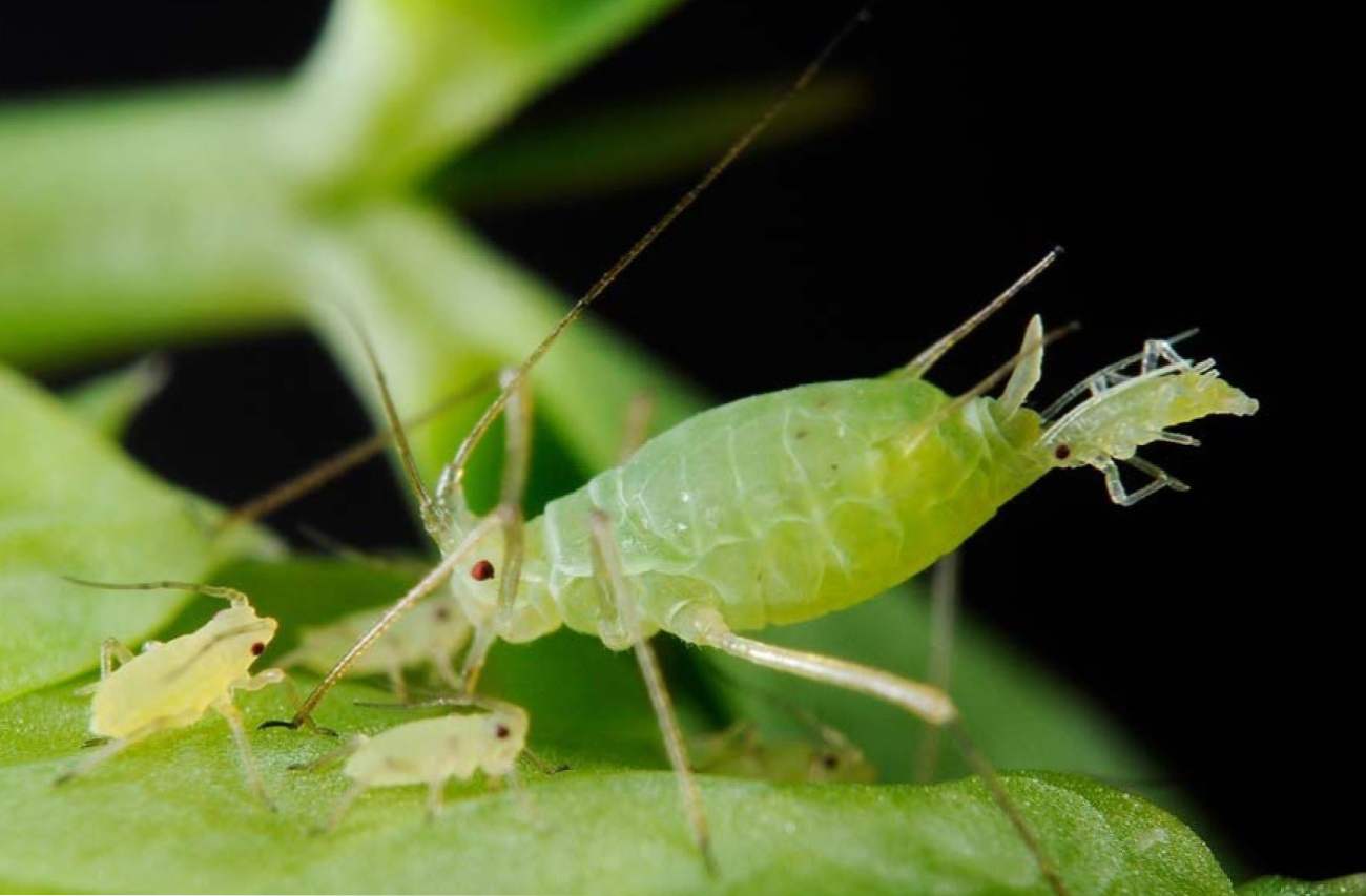 Aphids na unutarnjem cvijeću kako se boriti i riješiti folk lijekova