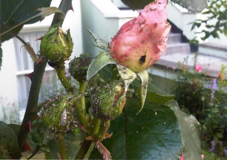 Aphids na ružama nego proces i kako se riješiti lisnih uši