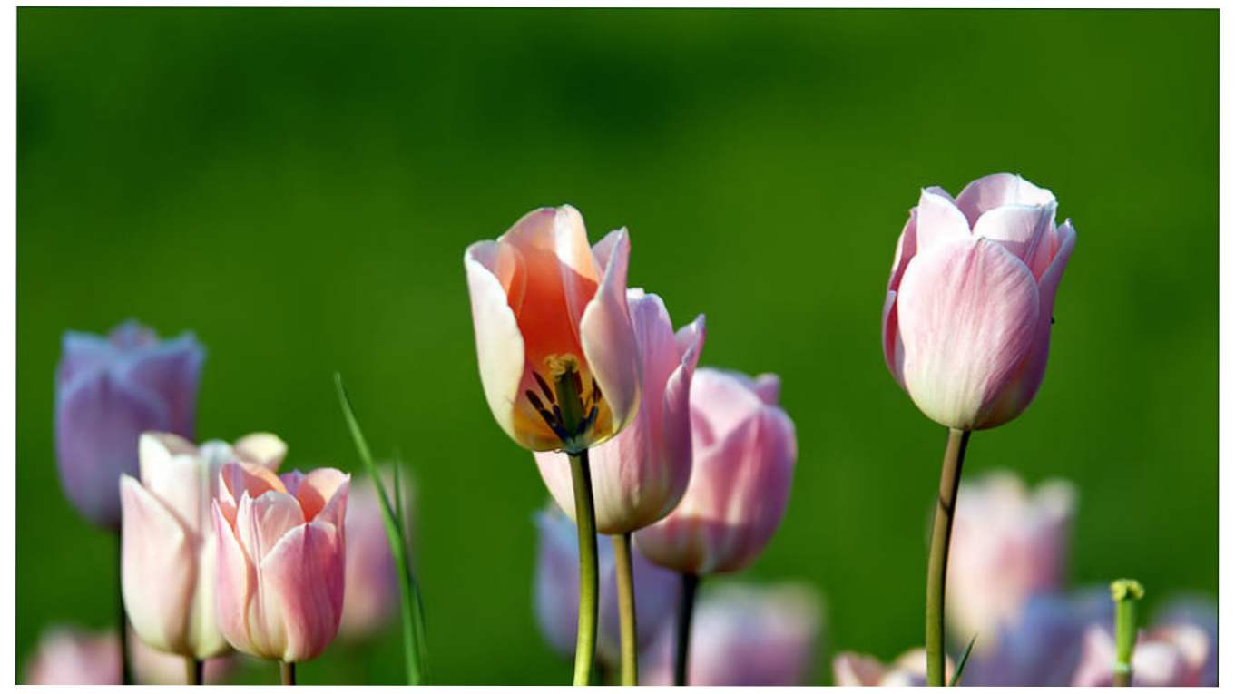 Briga za tulipane nakon cvatnje u vrtu